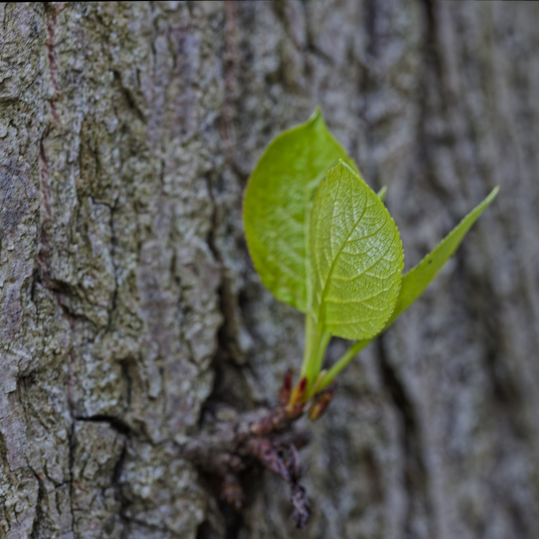 Details im Wald, hier: Nottrieb