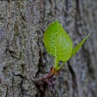 Details im Wald, hier: Nottrieb