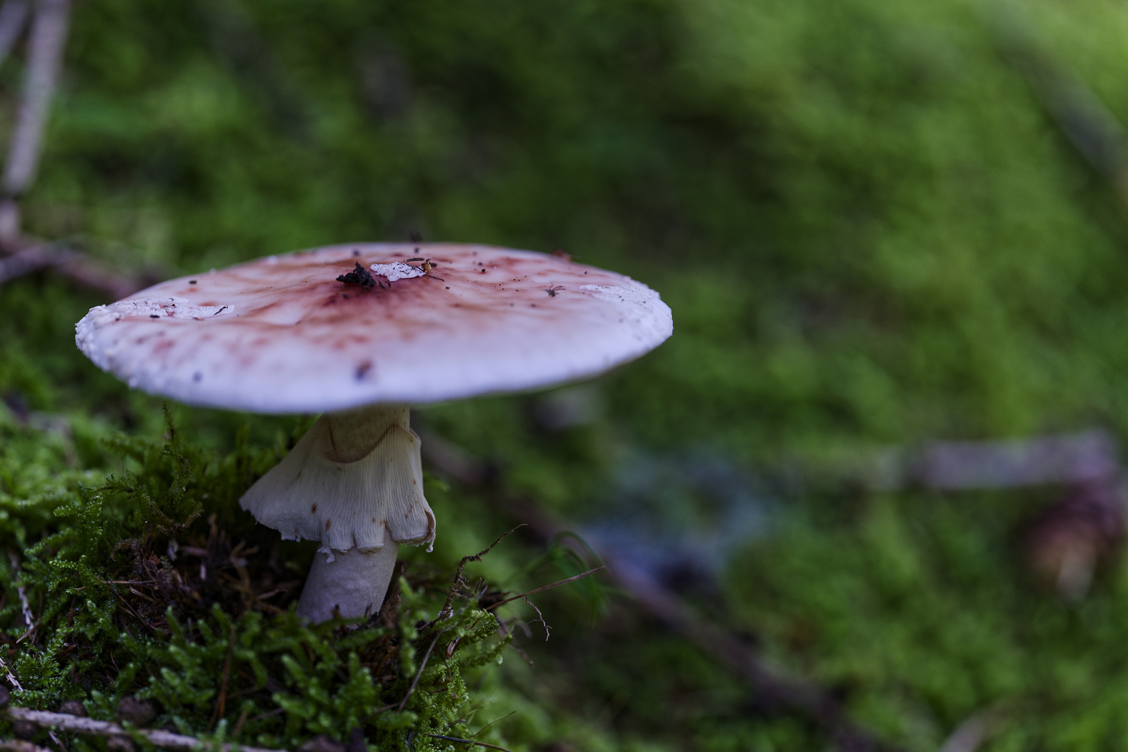 Details im Wald, hier: Pilz im Moosbett