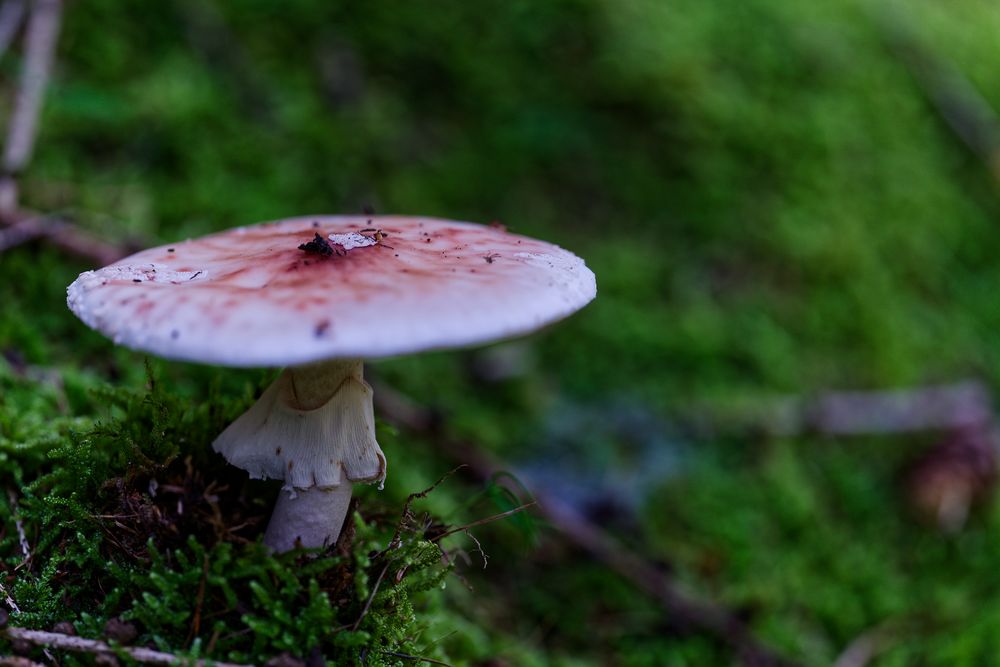 Details im Wald, hier: Pilz im Moosbett