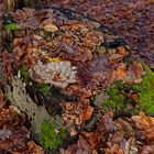 Details im Wald, hier: Pilze auf Baumstumpf