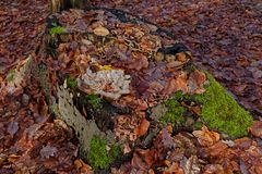 Details im Wald, hier: Pilze auf Baumstumpf