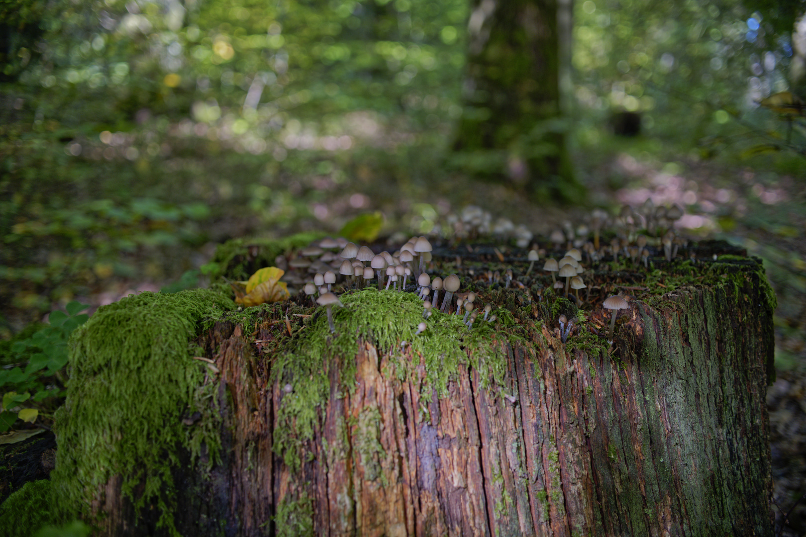 Details im Wald, hier: Pilze auf Baumstumpf