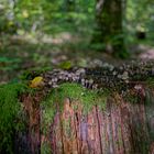 Details im Wald, hier: Pilze auf Baumstumpf