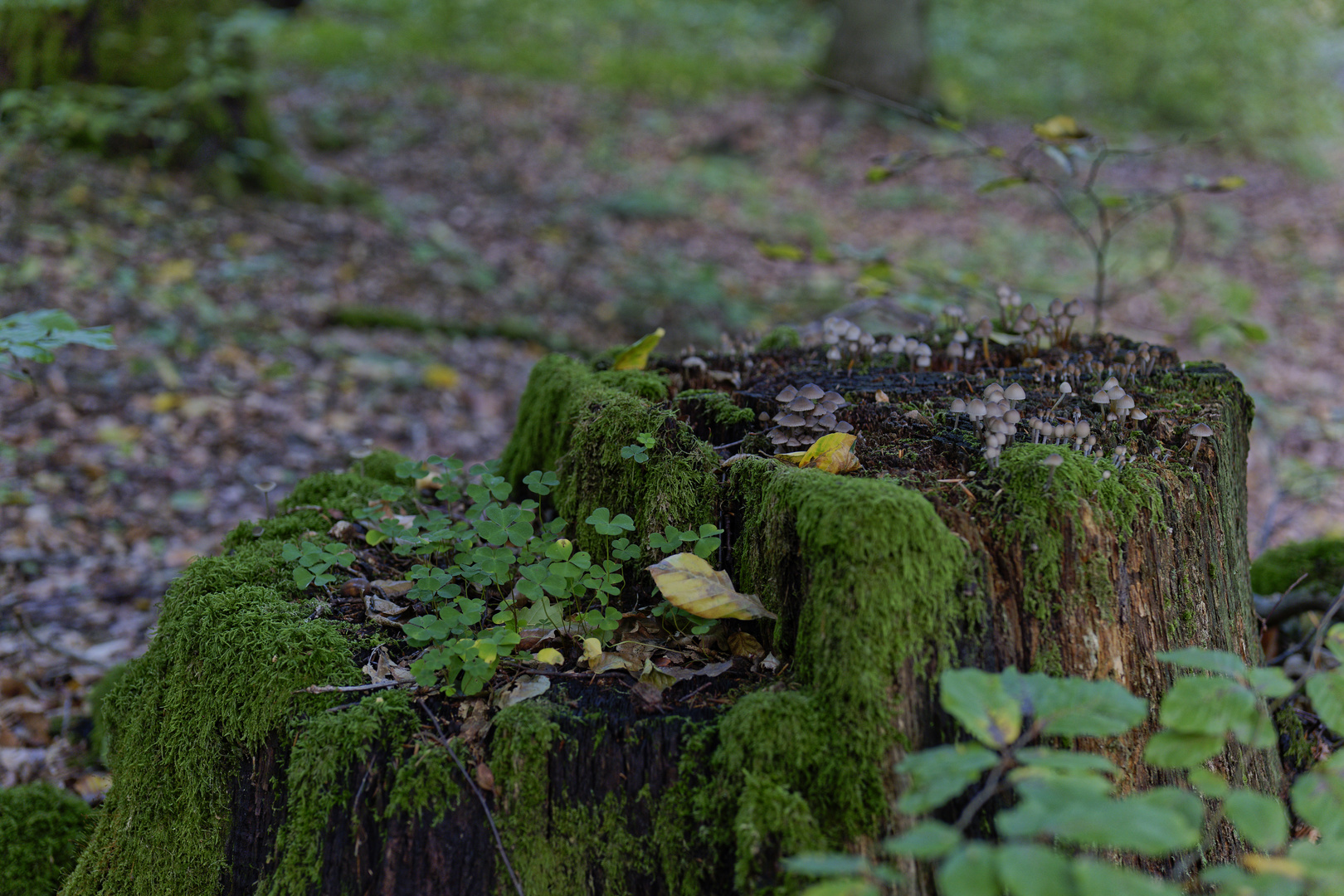 Details im Wald, hier: Pilze auf Baumstumpf