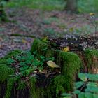 Details im Wald, hier: Pilze auf Baumstumpf