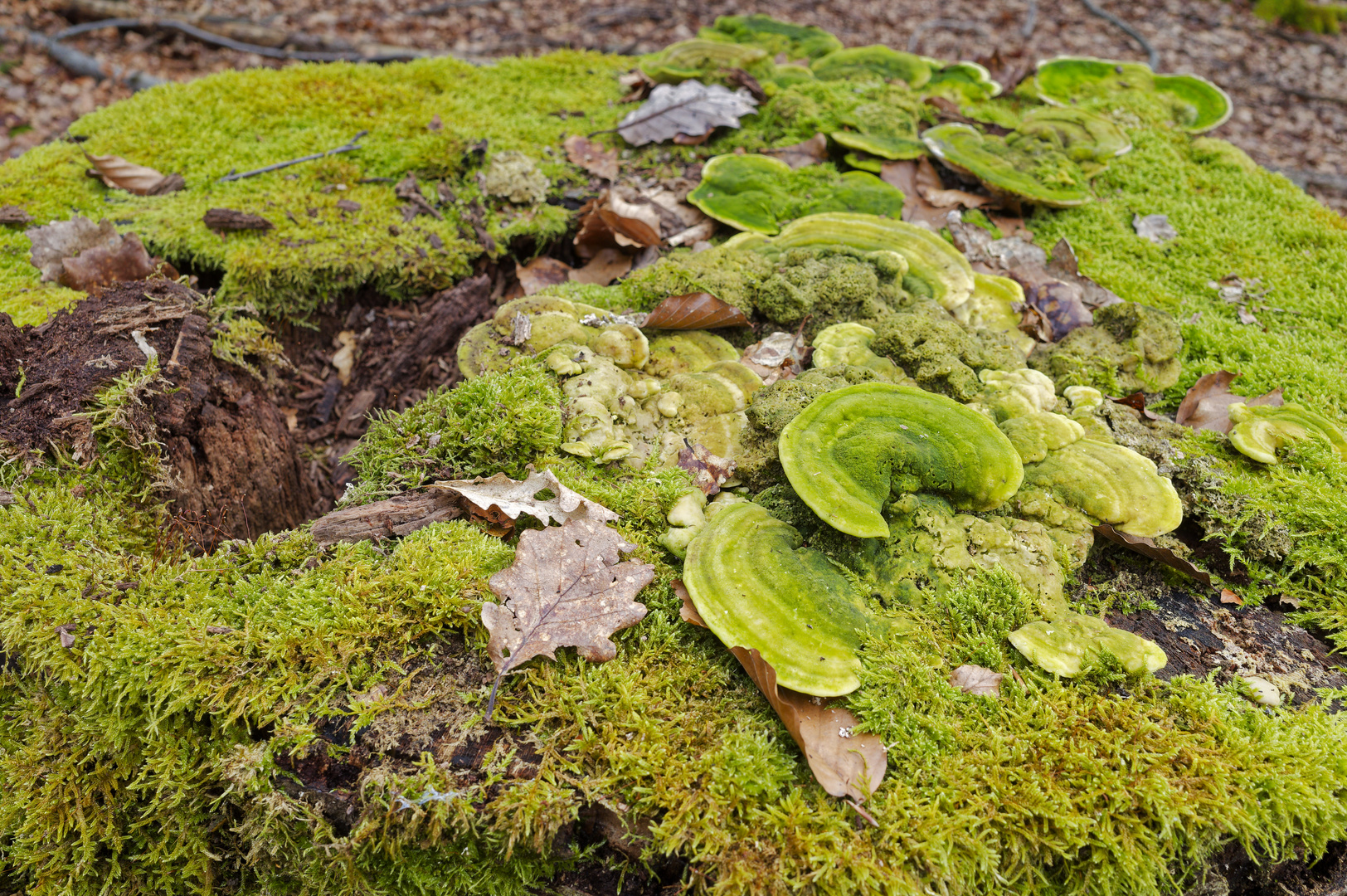 Details im Wald, hier: Pilze auf einem Baumstumpf