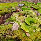 Details im Wald, hier: Pilze auf einem Baumstumpf