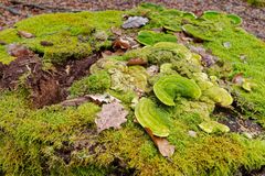 Details im Wald, hier: Pilze auf einem Baumstumpf