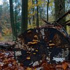 Details im Wald, hier: Pilze auf morschem Baumstamm