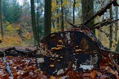Details im Wald, hier: Pilze auf morschem Baumstamm