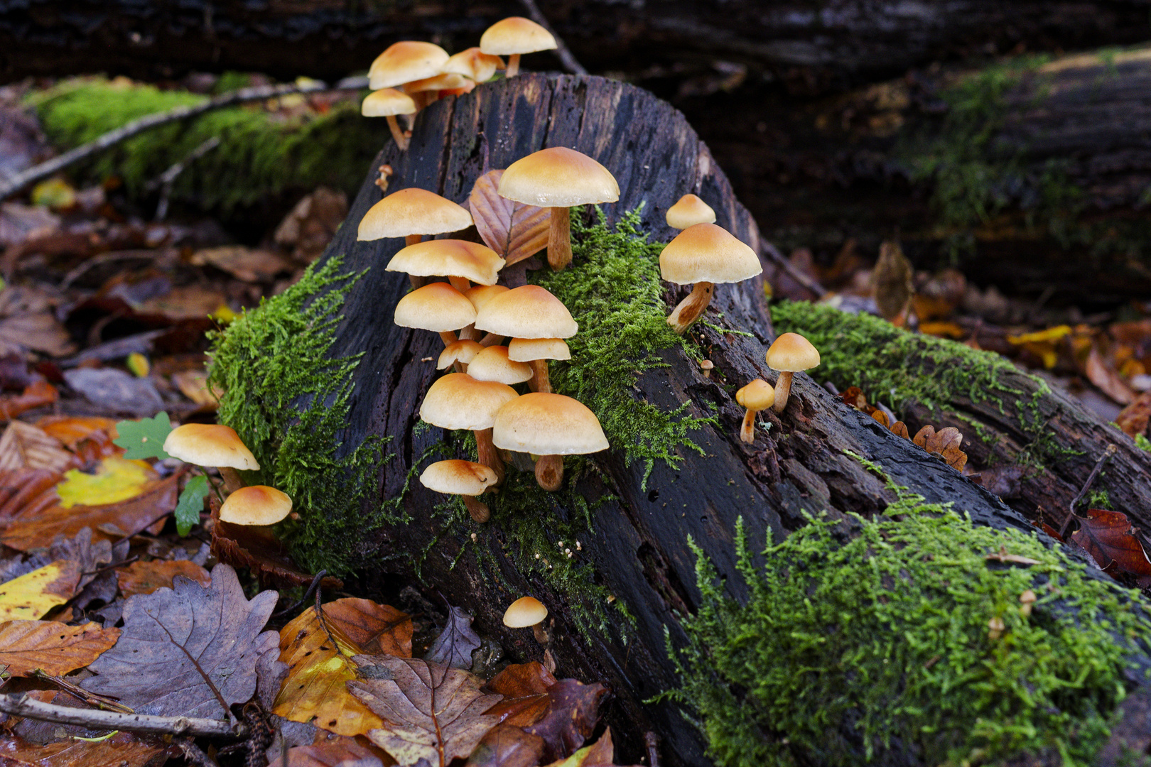 Details im Wald, hier: Pilze auf Totholz