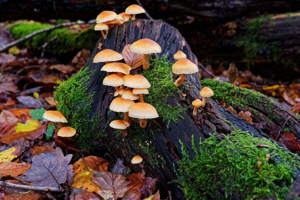 Details im Wald, hier: Pilze auf Totholz