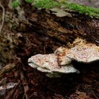 Details im Wald, hier: Pilze im morschen Baumstamm