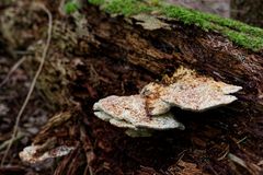 Details im Wald, hier: Pilze im morschen Baumstamm