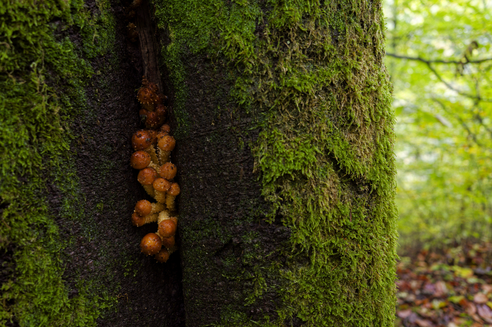 Details im Wald, hier: Pilze in Baumspalt