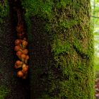 Details im Wald, hier: Pilze in Baumspalt