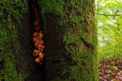 Details im Wald, hier: Pilze in Baumspalt
