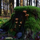 Details im Wald, hier: Pilze in den Mooswelten