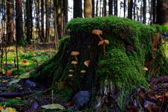 Details im Wald, hier: Pilze in den Mooswelten