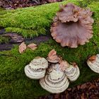 Details im Wald, hier: Pilzgesichter