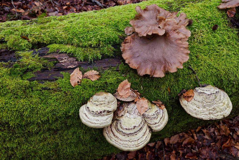 Details im Wald, hier: Pilzgesichter