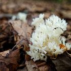 Details im Wald, hier: Pilzgesichter (Kammkoralle)