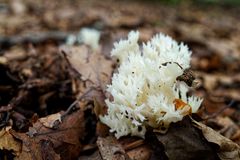 Details im Wald, hier: Pilzgesichter (Kammkoralle)