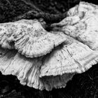 Details im Wald, hier: Pilzgesichter (Schwefelporling)