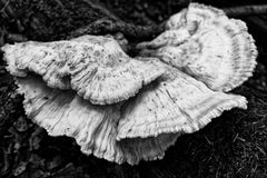 Details im Wald, hier: Pilzgesichter (Schwefelporling)