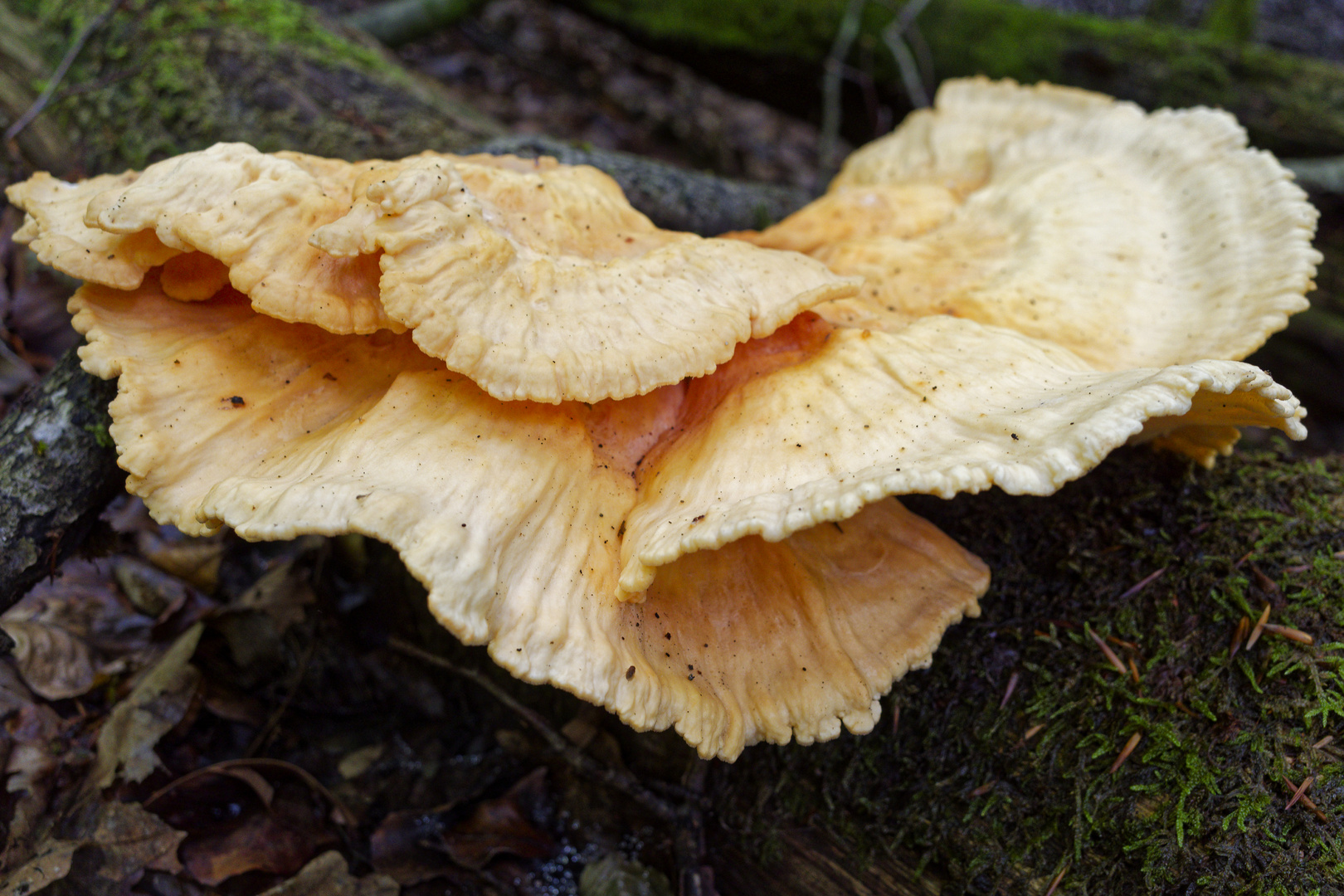 Details im Wald, hier: Pilzgesichter (Schwefelporling)