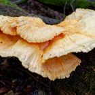 Details im Wald, hier: Pilzgesichter (Schwefelporling)