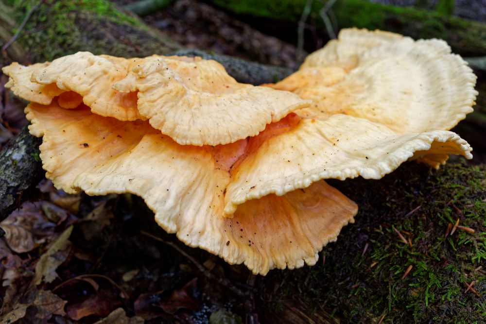 Details im Wald, hier: Pilzgesichter (Schwefelporling)