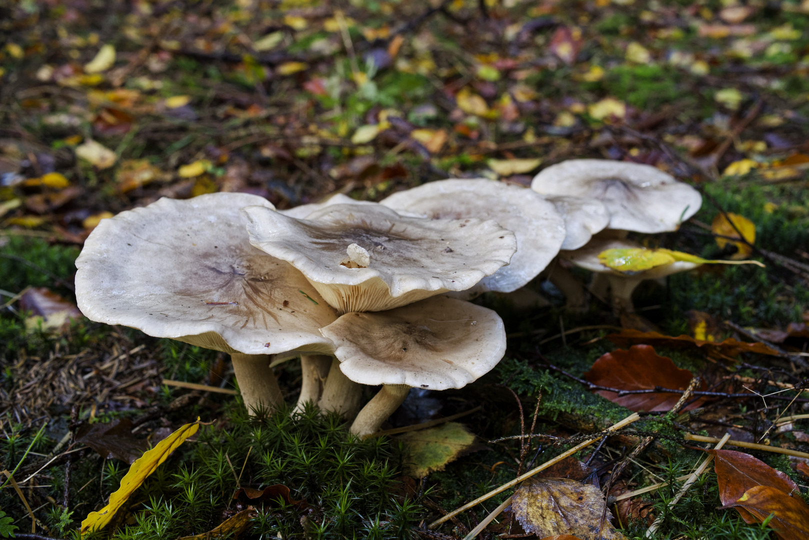 Details im Wald, hier: Pilzgruppe