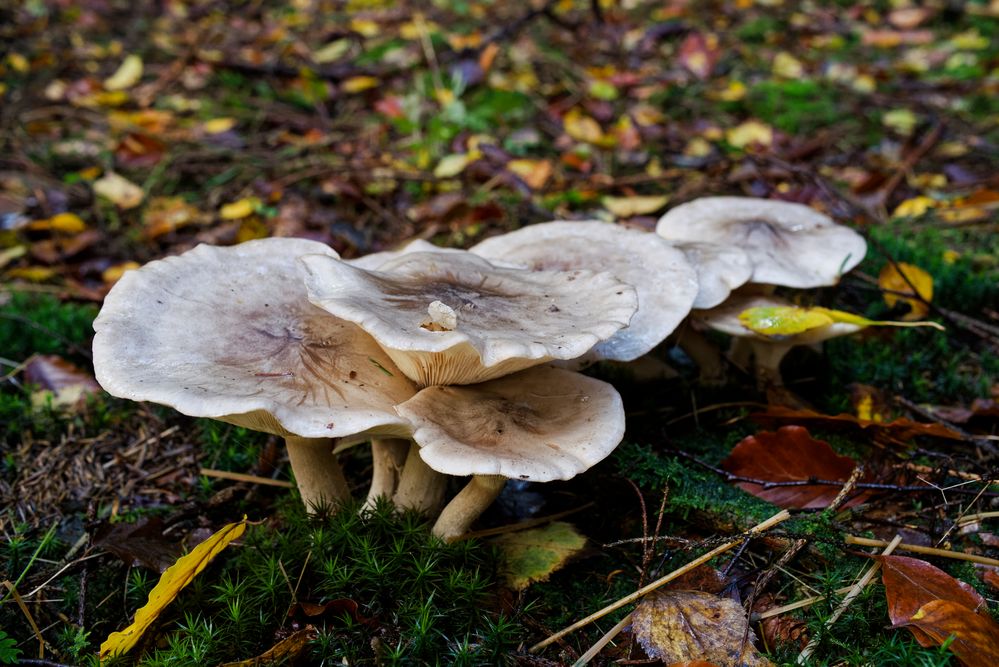 Details im Wald, hier: Pilzgruppe