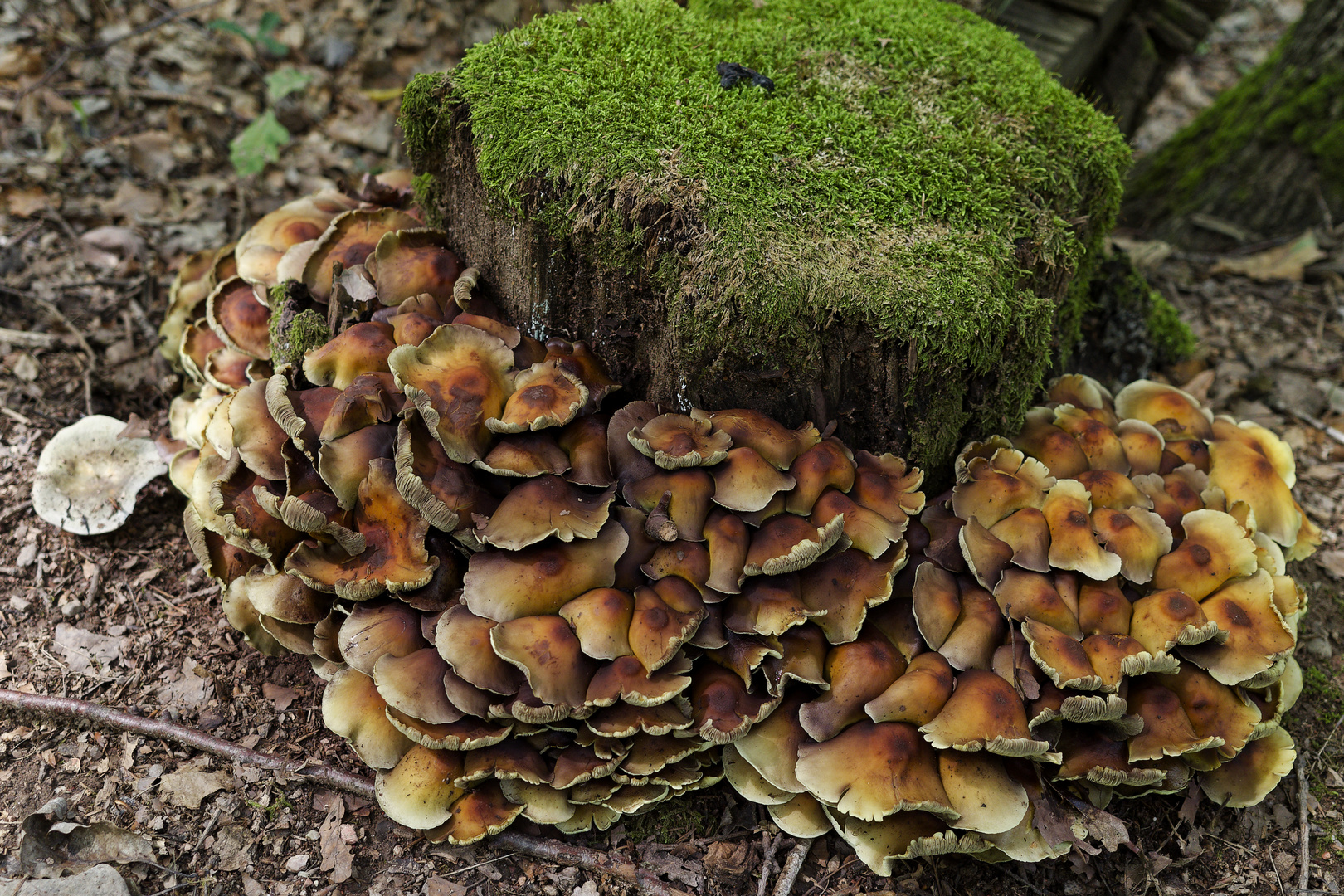 Details im Wald, hier: Pilzhaufen am Baumstumpf