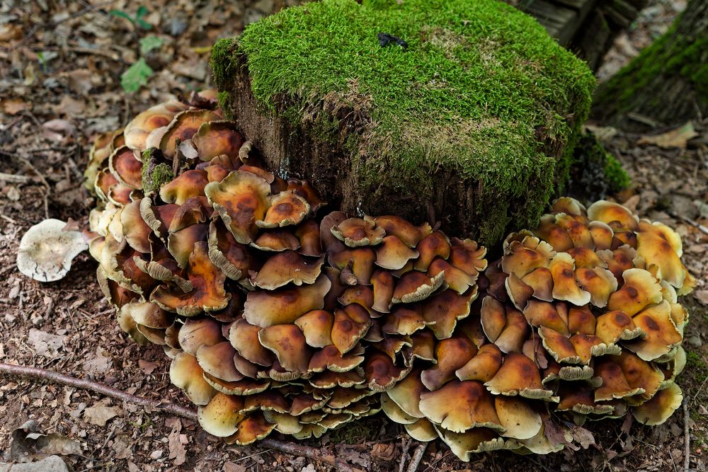 Details im Wald, hier: Pilzhaufen am Baumstumpf