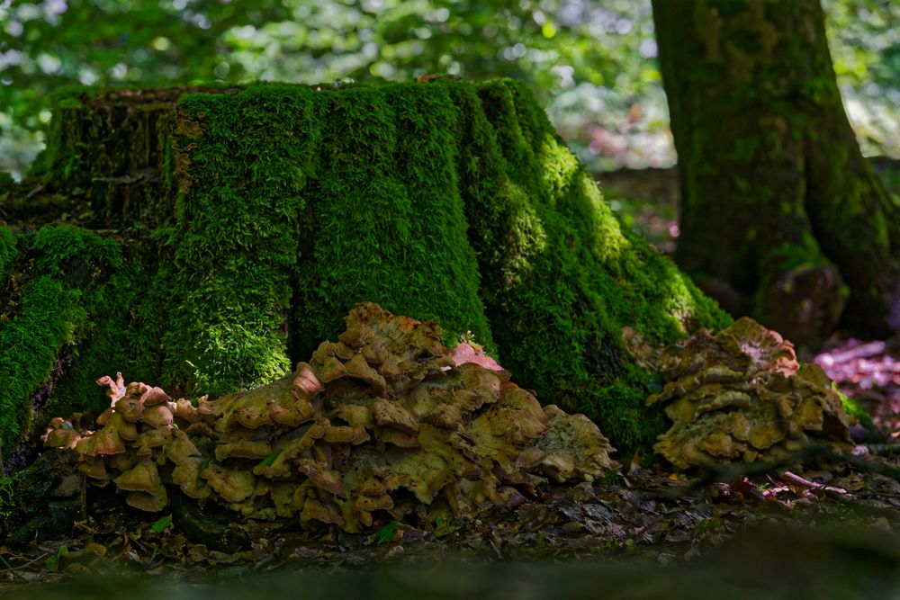 Details im Wald, hier: Pilzsalat roh