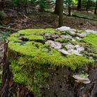 Details im Wald, hier: Pilzteller