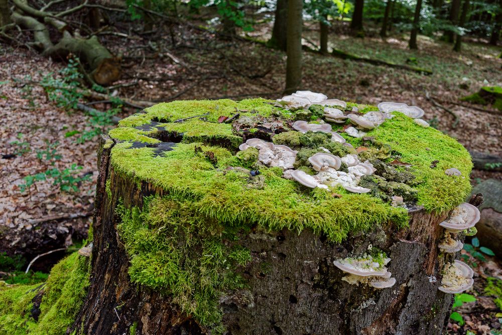 Details im Wald, hier: Pilzteller