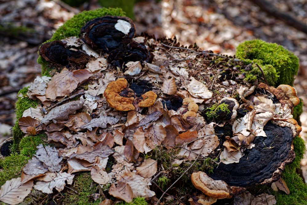 Details im Wald, hier: Pilzteller