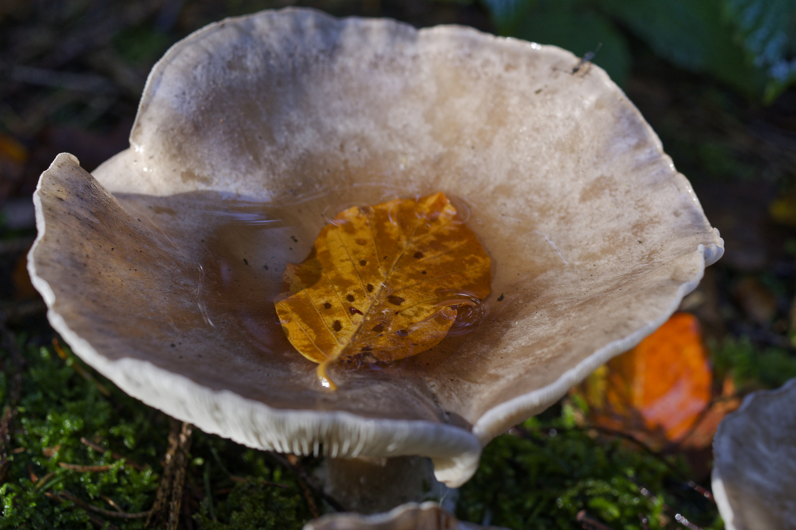 Details im Wald, hier: Pilztrichter (2)