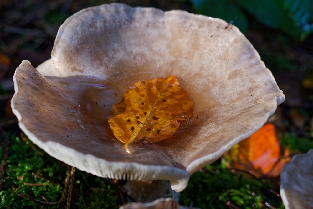 Details im Wald, hier: Pilztrichter (2)