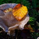 Details im Wald, hier: Pilztrichter