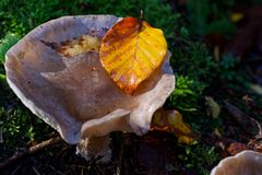 Details im Wald, hier: Pilztrichter