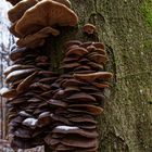 Details im Wald, hier: Pilzversammlung auf Buche