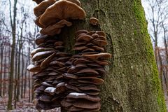 Details im Wald, hier: Pilzversammlung auf Buche