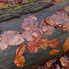 Details im Wald, hier: Pinnwand im Wald