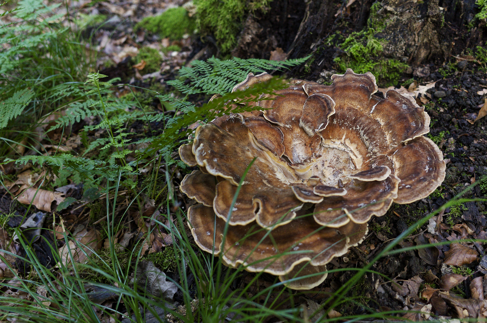 Details im Wald, hier: Riesenporling