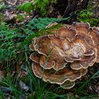 Details im Wald, hier: Riesenporling